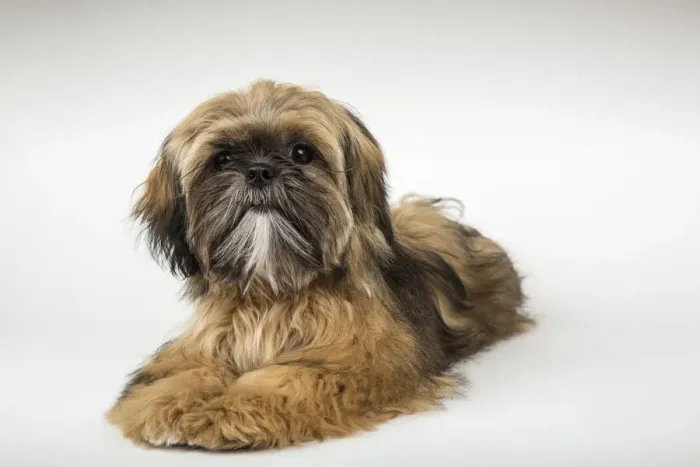 Framed Print : Five month old Shih Tzu puppy reclining in a studio setting. (PR) Framed Print : Five month old Shih Tzu puppy reclining in a studio setting. (PR)