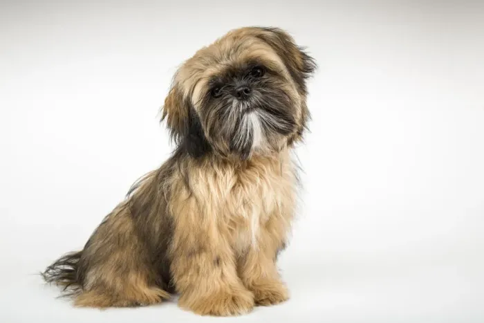 Framed Print : Five month old Shih Tzu puppy sitting in a studio setting. (PR)