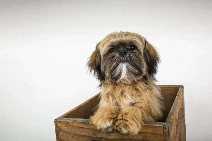 Framed Print : Five month old Shih Tzu puppy sitting in a wooden crate. (PR) Framed Print : Five month old Shih Tzu puppy sitting in a wooden crate. (PR)