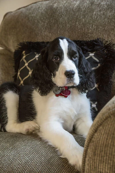 Two month old Springer Spaniel puppy reclining in a chair. (PR)
