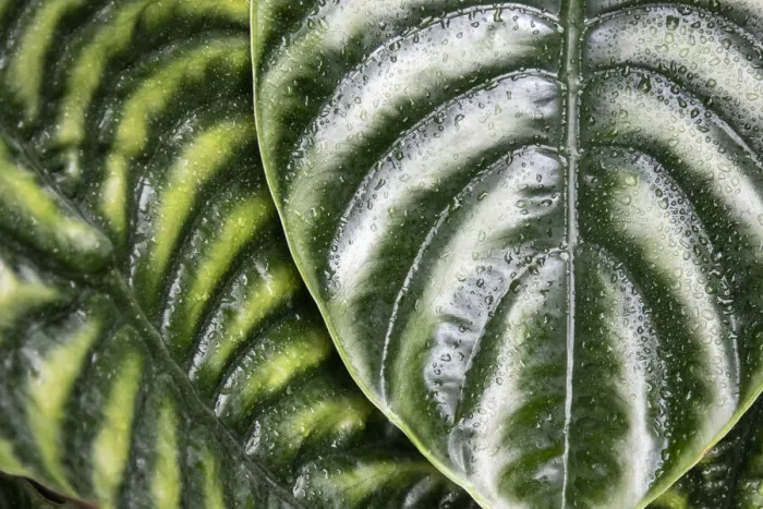 Framed Print : Montreal Botanical Gardens, elephants ears with rainwater Framed Print : Montreal Botanical Gardens, elephants ears with rainwater