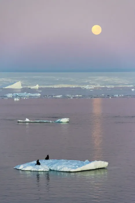 Framed Print : Moon over Antarctic Fur Seal on floating ice in South Atlantic Ocean, Antarctica Framed Print : Moon over Antarctic Fur Seal on floating ice in South Atlantic Ocean, Antarctica