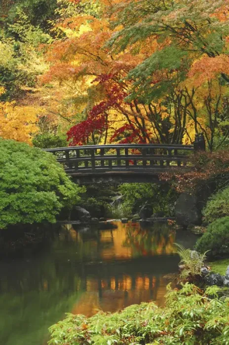 Framed Print : Moon Bridge in Autumn: Portland Japanese Garden, Portland, Oregon, USA Framed Print : Moon Bridge in Autumn: Portland Japanese Garden, Portland, Oregon, USA