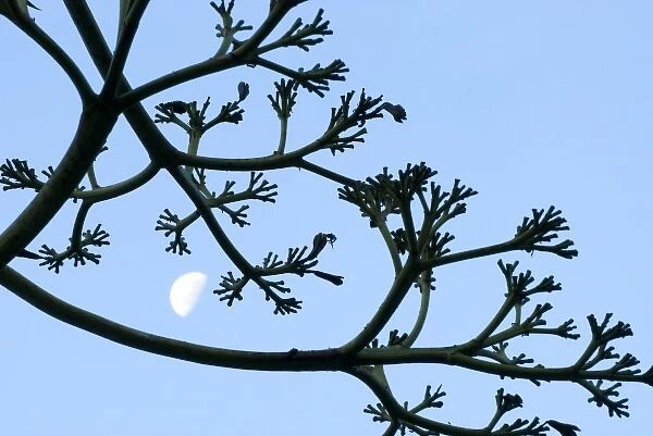 Moon framed by century plant, Big Sur, California