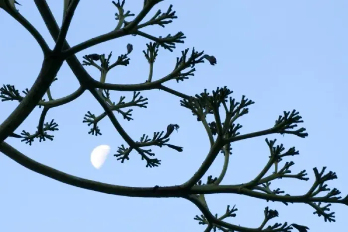 Framed Print : Moon framed by century plant, Big Sur, California Framed Print : Moon framed by century plant, Big Sur, California