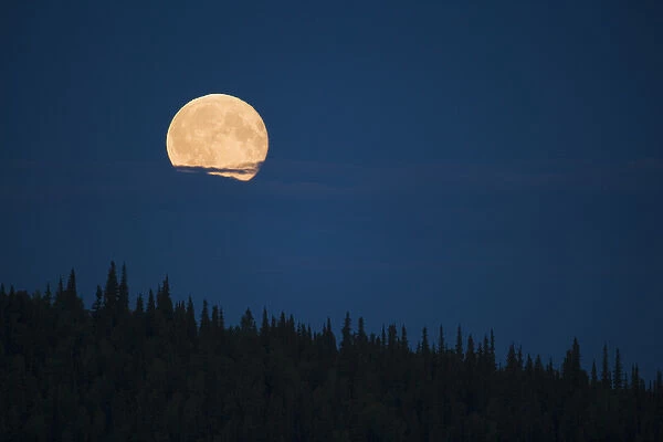 Full moon rising above spruce tree forest, northern Yukon
