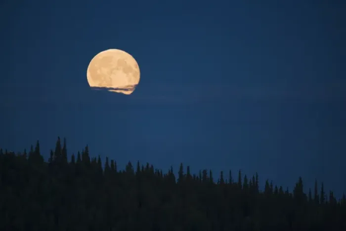 Framed Print : Full moon rising above spruce tree forest, northern Yukon Framed Print : Full moon rising above spruce tree forest, northern Yukon