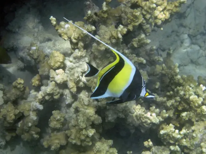 Framed Print : Moorish Idol ( Zanclus cornutus ), Malolo Lailai Island, Mamanuca Islands, Fiji