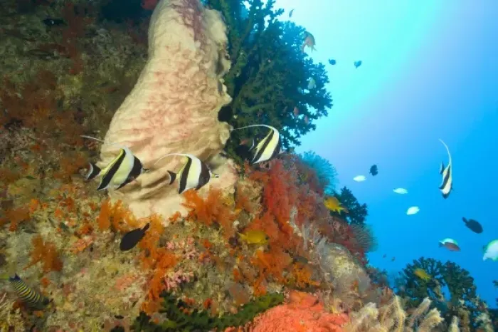Framed Print : Moorish Idols (Zanclus cornutus) Banda Sea, Indonesia (RF)
