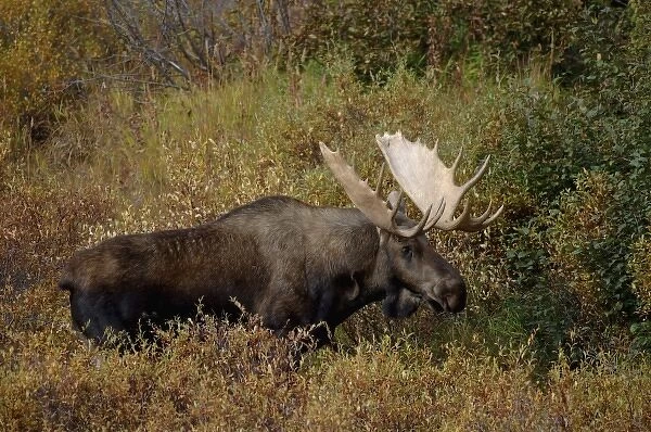 moose, Alces alces, bull feeding on willow bushes in Denali National Park, interior