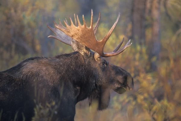 moose, Alces alces, bull in Grand Teton National Park, Wyoming