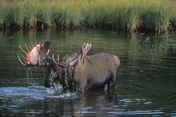 Framed Print : moose, Alces alces, bull that just shed its velvet stands in a kettle pond and feeds Framed Print : moose, Alces alces, bull that just shed its velvet stands in a kettle pond and feeds