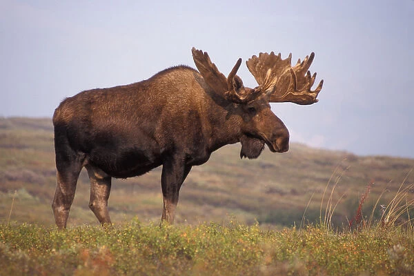 moose, Alces alces, bull with large antlers in velvet, on fall tundra, Denali National Park