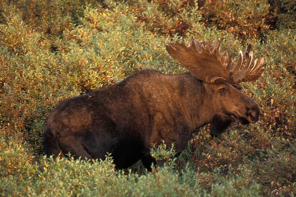 moose, Alces alces, bull with large antlers in velvet and in fall tundra, Denali National Park
