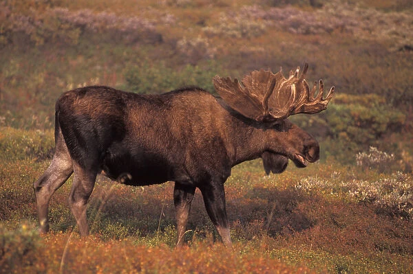 moose, Alces alces, bull with large antlers in velvet on the fall tundra, Denali National Park