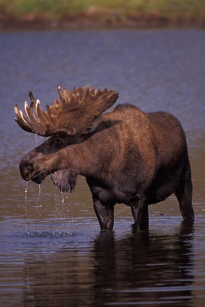moose, Alces alces, bull with large antlers in velvet, in the water, Denali National Park