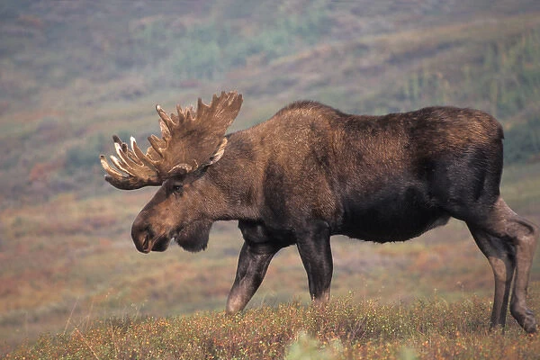 moose, Alces alces, bull with large antlers in velvet, on fall tundra, Denali National Park