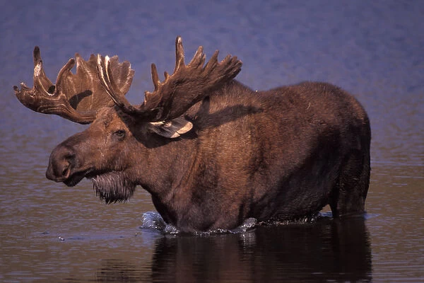 moose, Alces alces, bull with large antlers in velvet, wades through a kettle pond
