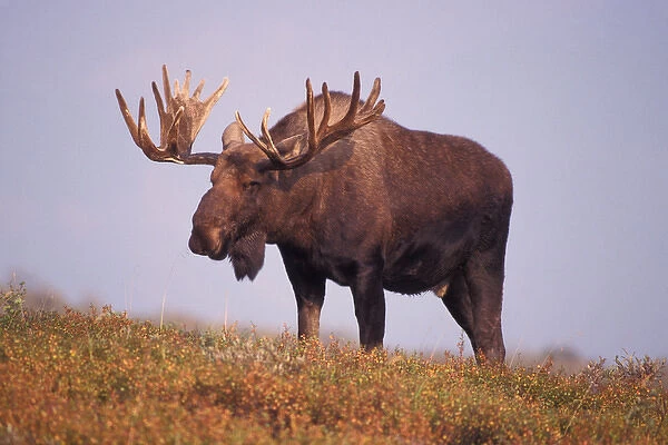moose, Alces alces, bull with large antlers in velvet, fall tundra, Denali National Park