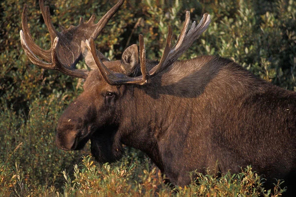 moose, Alces alces, bull with large antlers in velvet, Denali National Park, interior