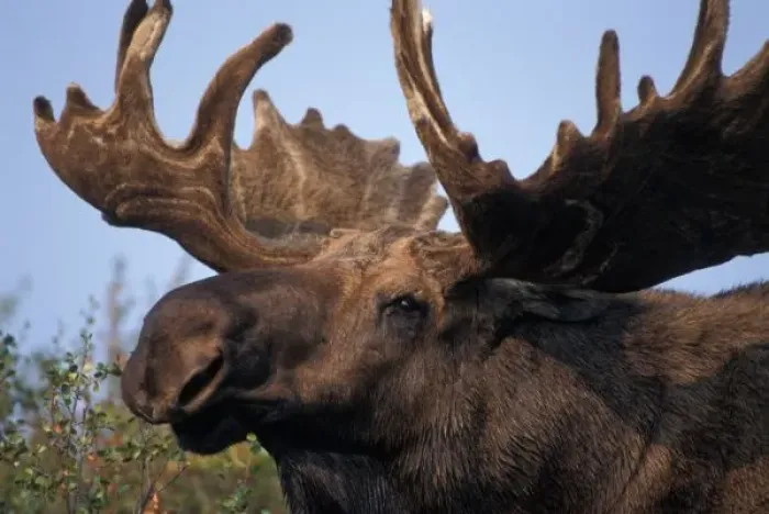 Framed Print : moose, Alces alces, bull with large antlers in velvet, head shot, Denali National Park