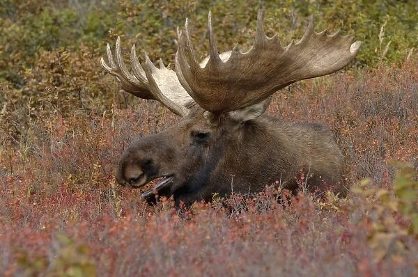 moose, Alces alces, bull resting on fall tundra in Denali National Park, interior Alaska