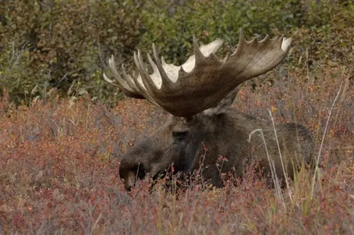 Framed Print : moose, Alces alces, bull resting on fall tundra in Denali National Park, interior Alaska