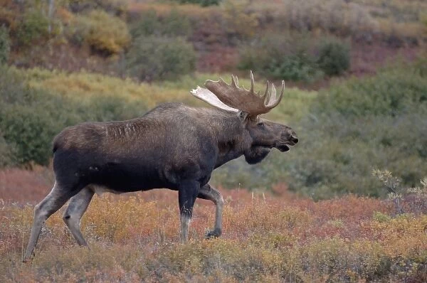 moose, Alces alces, bull walking on fall tundra in Denali National Park, interior Alaska