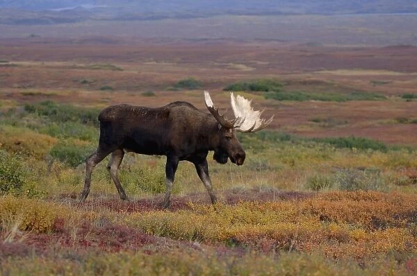 moose, Alces alces, bull walking on fall tundra in Denali National Park, interior Alaska