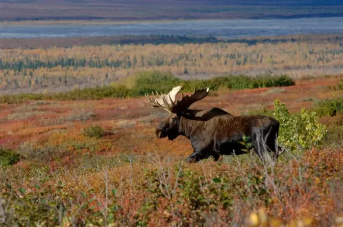 Framed Print : moose, Alces alces, bull walking on fall tundra in Denali National Park, interior Alaska Framed Print : moose, Alces alces, bull walking on fall tundra in Denali National Park, interior Alaska