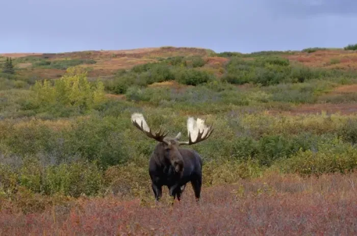 Framed Print : moose, Alces alces, bull walking on fall tundra in Denali National Park, interior Alaska