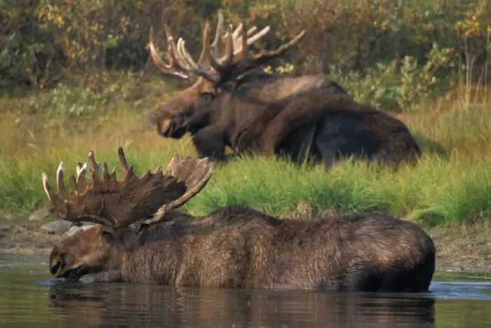 Framed Print : moose, Alces alces, two bulls with large antlers, one in a kettle pond and the other Framed Print : moose, Alces alces, two bulls with large antlers, one in a kettle pond and the other