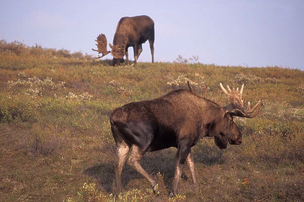 moose, Alces alces, two bulls with large antlers in velvet on the fall tundra, Denali National Park