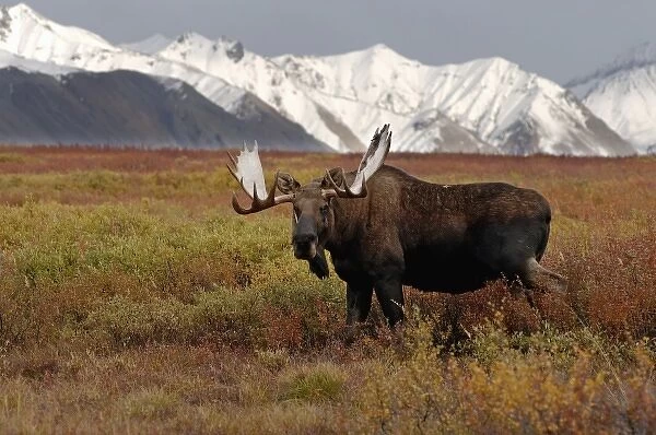 moose, Alces alces, bulls walking on fall tundra in Denali National Park, interior Alaska