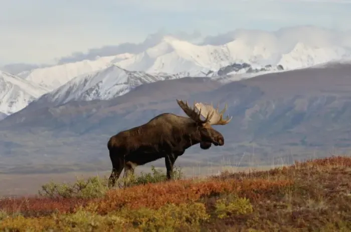 Framed Print : moose, Alces alces, bulls walking on fall tundra in Denali National Park, interior Alaska
