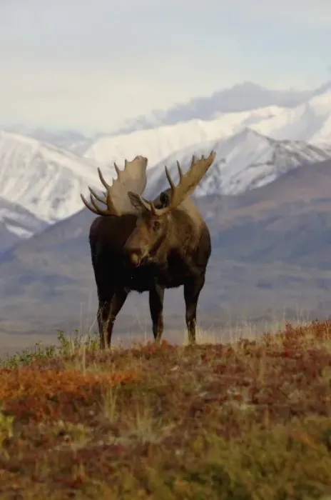 Framed Print : moose, Alces alces, bulls walking on fall tundra in Denali National Park, interior Alaska
