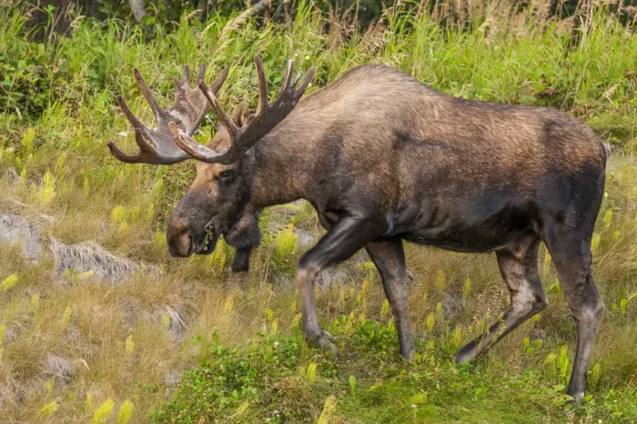Framed Print : Moose (Alces alces), Kenai Peninsula, Alaska, USA