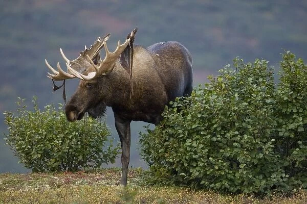 Moose, Alces alces, shedding velvet in Denali National Park, Alaska, USA