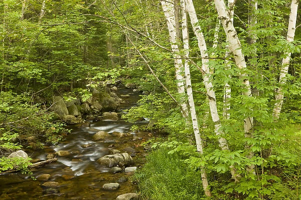 Moose Brook at Moose Brook State Park in Gorham, new Hampshire