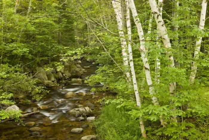 Framed Print : Moose Brook at Moose Brook State Park in Gorham, new Hampshire Framed Print : Moose Brook at Moose Brook State Park in Gorham, new Hampshire