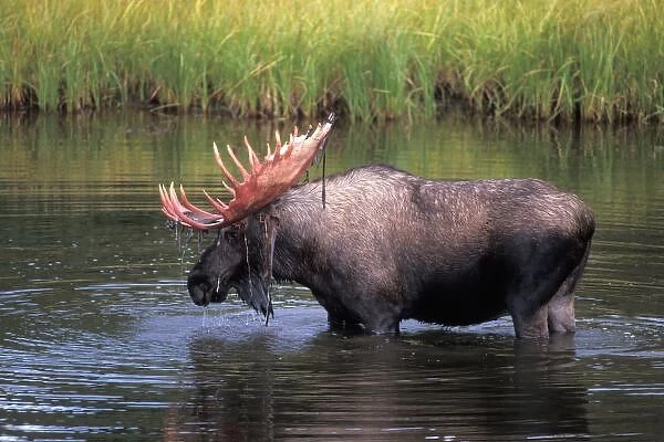 moose, bull in