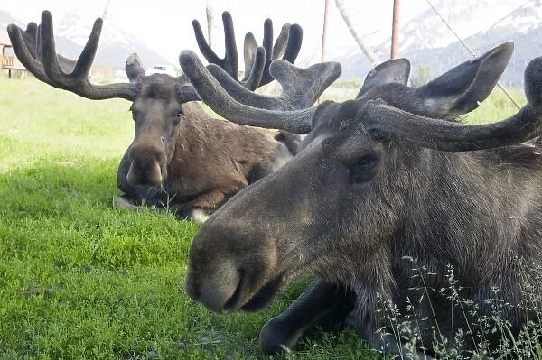 Moose Bulls (Alces alces)