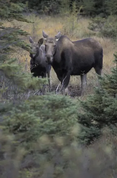 Framed Print : Moose cow and calf (Alces alces) Framed Print : Moose cow and calf (Alces alces)