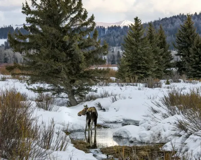 Framed Print : Moose at Grand Teton National Park, Wyoming, US Framed Print : Moose at Grand Teton National Park, Wyoming, US