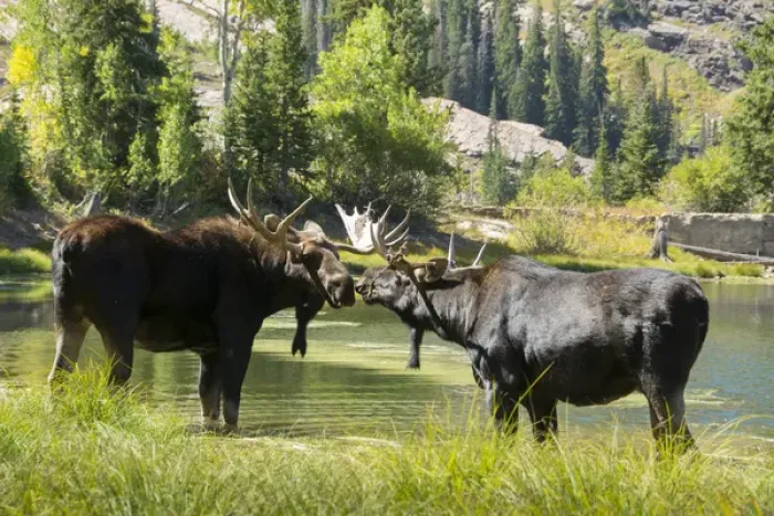Framed Print : Moose in Uintah Wasatch Cache National Forest, Utah