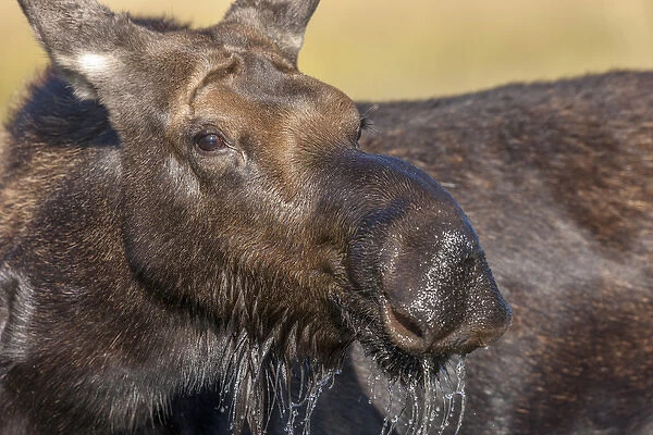 Moose in watering hole. Grand Teton National Park. Wyoming