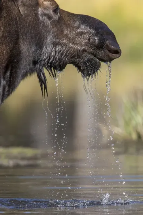 Framed Print : Moose in watering hole. Grand Teton National Park. Wyoming Framed Print : Moose in watering hole. Grand Teton National Park. Wyoming