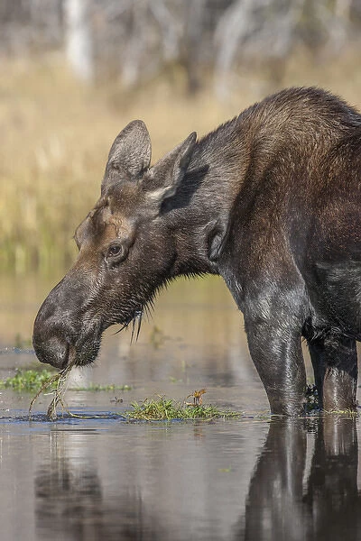 Moose in watering hole. Grand Teton National Park. Wyoming