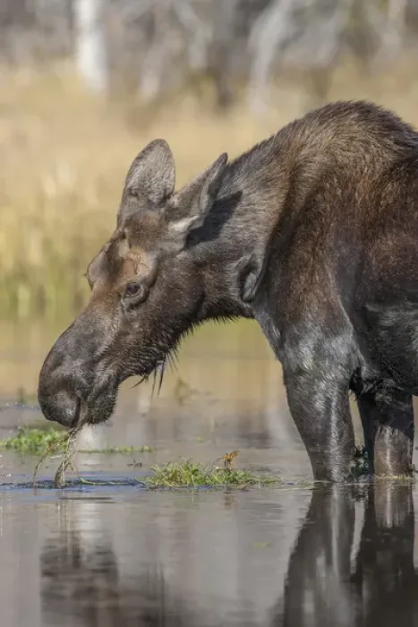 Framed Print : Moose in watering hole. Grand Teton National Park. Wyoming Framed Print : Moose in watering hole. Grand Teton National Park. Wyoming