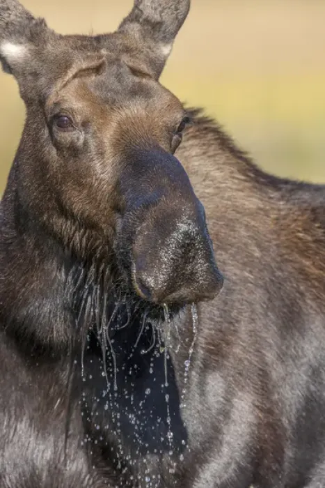 Framed Print : Moose in watering hole. Grand Teton National Park. Wyoming Framed Print : Moose in watering hole. Grand Teton National Park. Wyoming